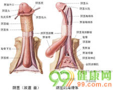 是一种常见的男性性功能障碍性疾病心理