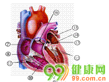 肺动脉口狭窄以肺动脉瓣狭窄最为常见
