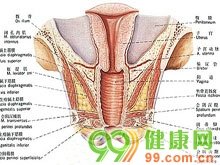 前列腺是男性生殖系统的一部分