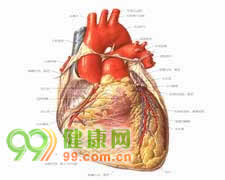 脉动脉干及...[详情]