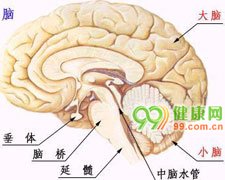 包括各种前列腺急